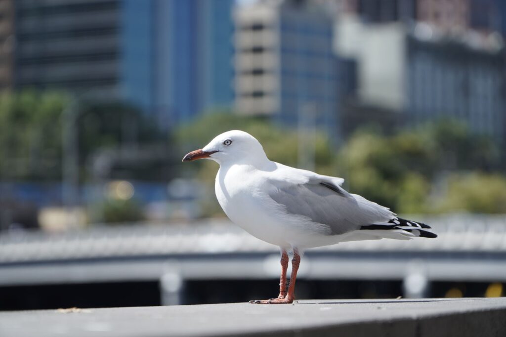 Kasus Pertama Flu Burung H5 Terkonfirmasi di Australia