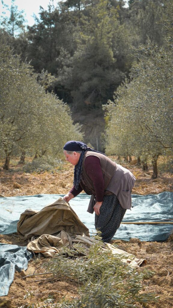Pendudukan Israel Bakar 1 Hektar Kebun Zaitun Palestina di Burqa